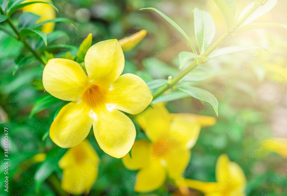 Obraz premium Caesalpinia flower on blurred green leaf background