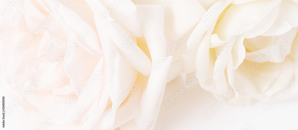 Romantic banner, delicate white roses flowers close-up. Fragrant crem yellow petals Romantic banner, delicate white roses flowers close-up. Fragrant crem yellow petals