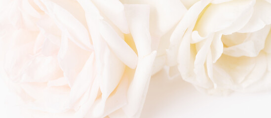 Romantic banner, delicate white roses flowers close-up. Fragrant crem yellow petals