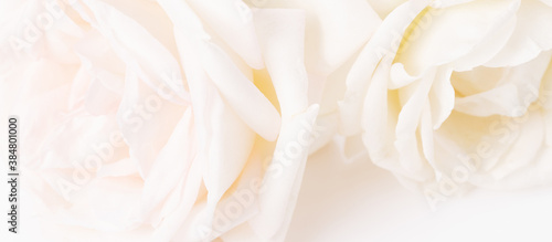 Romantic banner  delicate white roses flowers close-up. Fragrant crem yellow petals