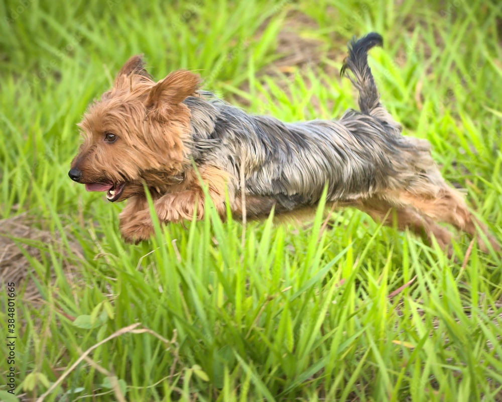 yorkshire terrier puppy yorkshire terrier puppy