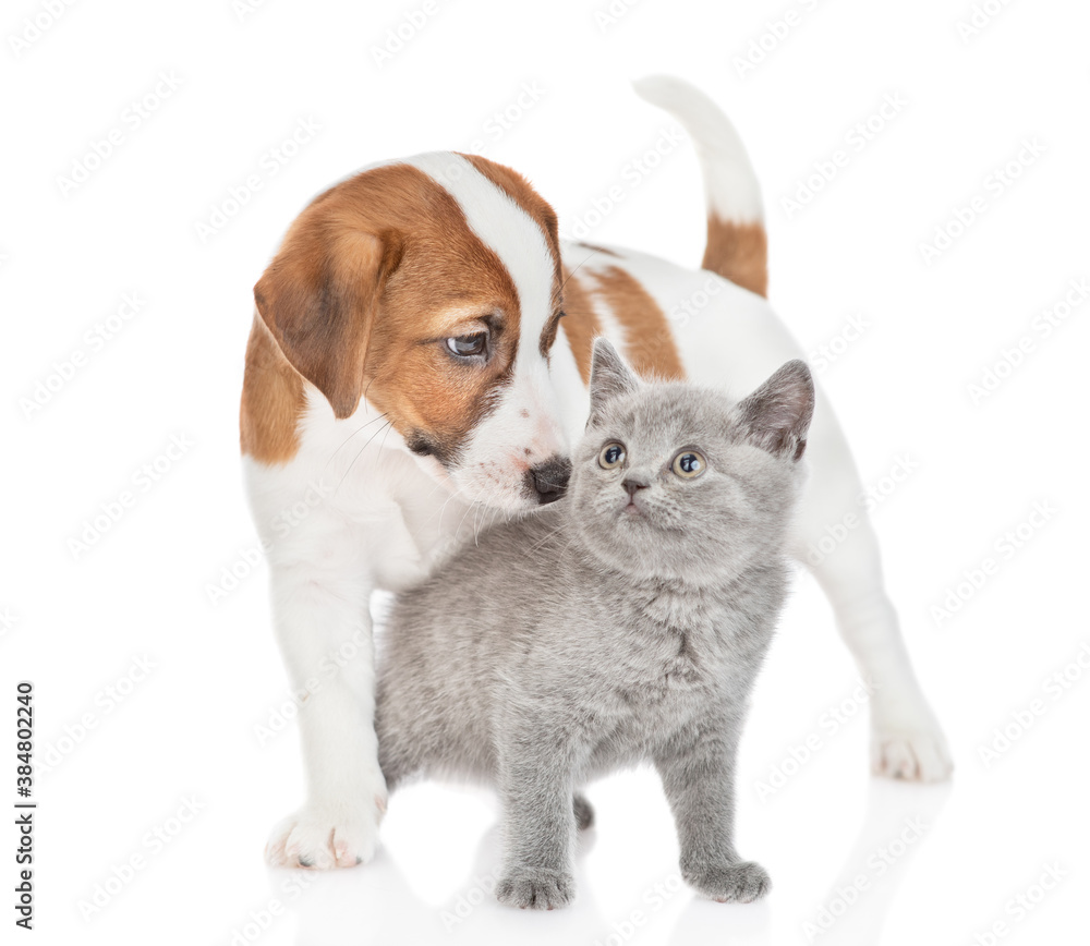 Playful jack russell terrier puppy hugs tiny scottish kitten. isolated on white background