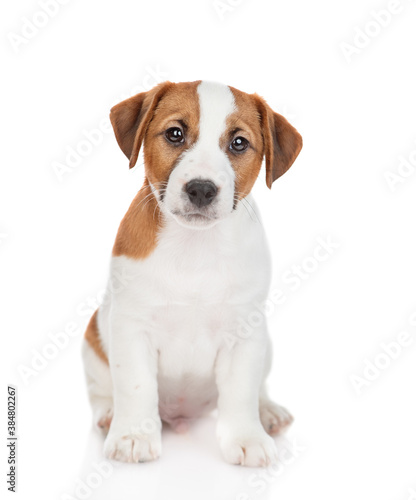 Portrait of Jack russell terrier puppy . Isolated on white background © Ermolaev Alexandr