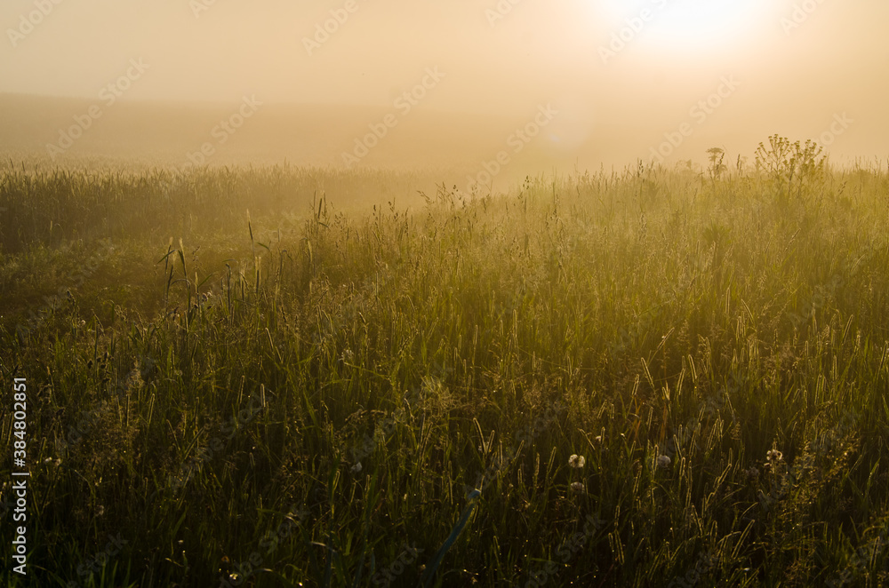 the sun's rays break through the lush grass. thick morning fog
