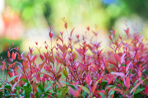 flowers in the garden