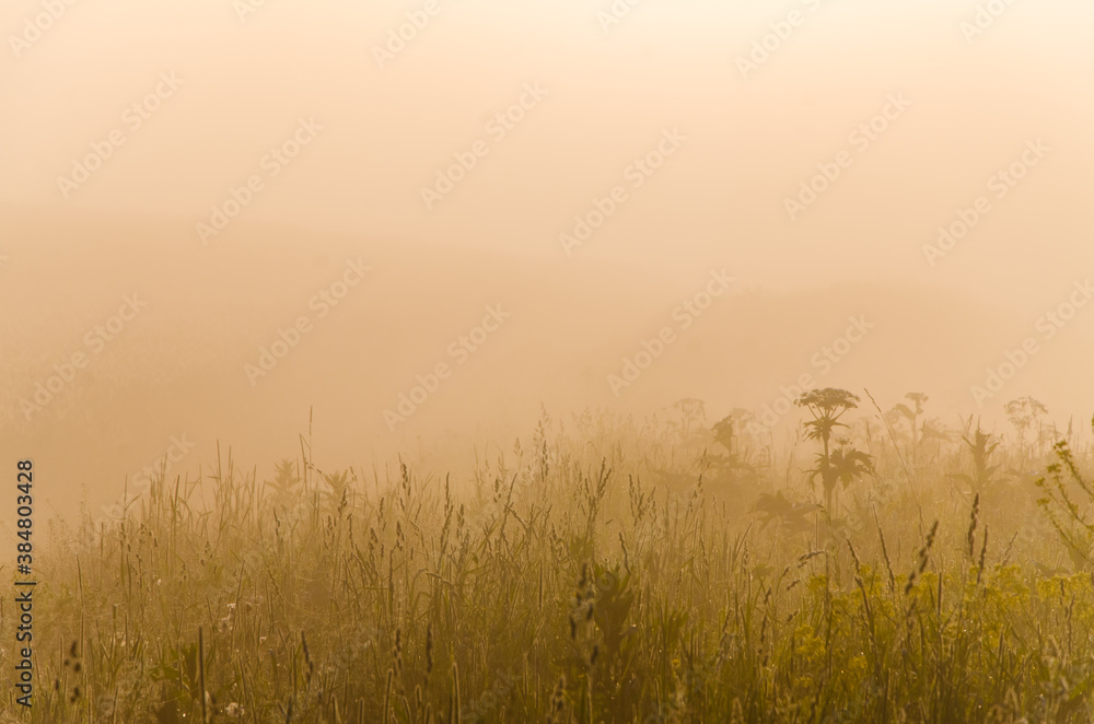 the sun's rays break through the lush grass. thick morning fog