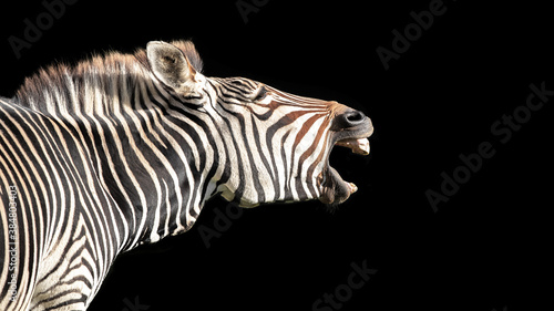 Grevy's zebra, Equus grevyi, isolated on black background © Rixie