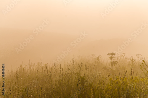 the sun s rays break through the lush grass. thick morning fog