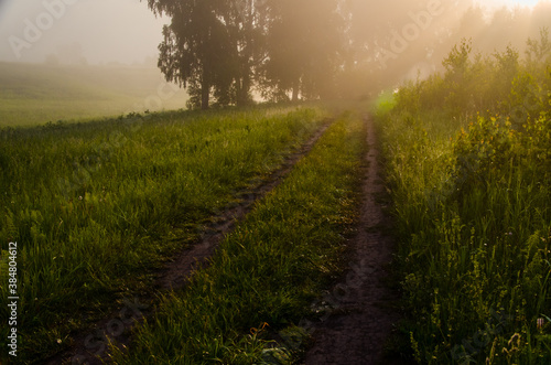 early morning. forest hiding in the fog. forest path