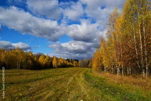 Autumn landscape. Yellow-green field and yellow birch trees against the background of a blue sky with clouds.