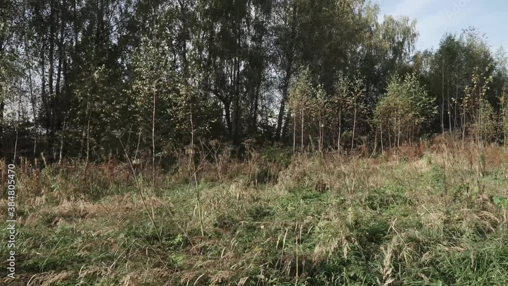 Dense grass at the edge