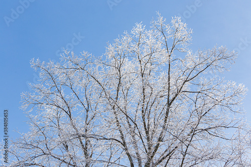 Tree branches covered in frost snow