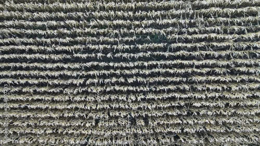 Top down view of field of weed moving peacefully in the wind. Top down view of field of weed moving peacefully in the wind.