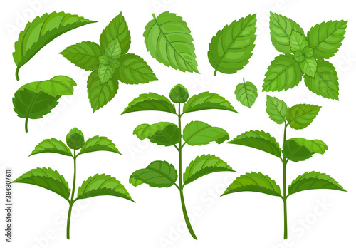 Mint leaf cartoon vector set illustration of icon.Fresh peppermint vector set of icon.Set illustration leaf of mint on white background. © VectorVicePhoto
