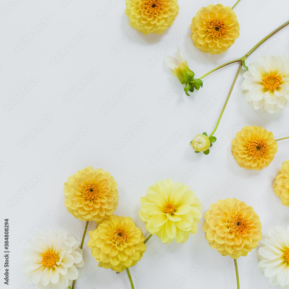 Obraz premium Yellow, white flowers dahlias on white background. Flowers composition. Flat lay, top view, copy space. Summer, autumn concept.