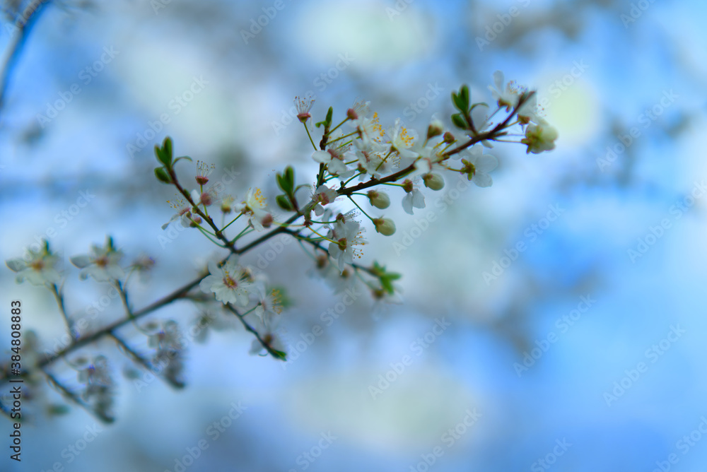 Obraz premium Frühlings blüte