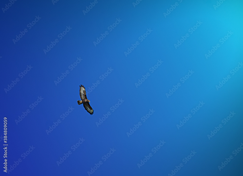Fototapeta premium Adler beim fliegen 