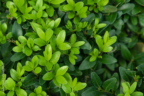 Wallpaper Mural green leaves background. Light leaves of boxwood on a background of dark green Torontodigital.ca