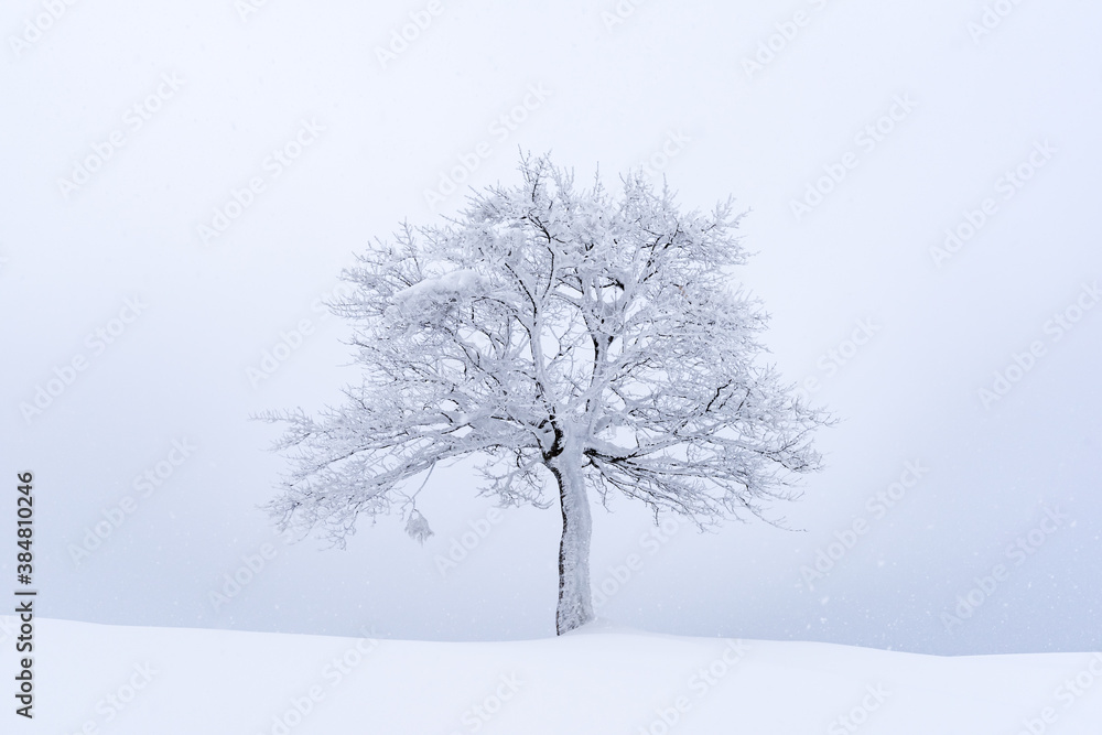 Fototapeta premium Minimalistic landscape with a lonely naked snowy tree in a winter meadow. Amazing scene in cloudy and foggy weather. Christmas and winter holidays background