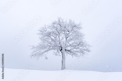 Minimalistic landscape with a lonely naked snowy tree in a winter meadow. Amazing scene in cloudy and foggy weather. Christmas and winter holidays background