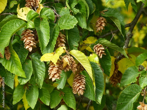 Ostrya carpinifolia, the European hop-hornbeam, is a tree in the family Betulaceae. It is the only species of the genus Ostrya that is native to Europe. photo