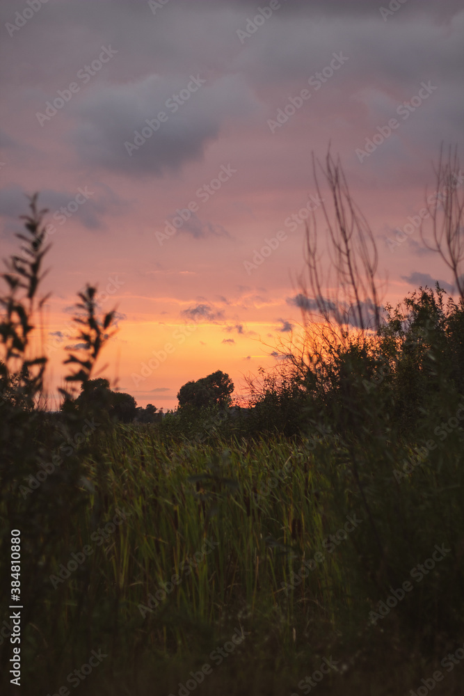 Obraz premium sunset in the forest