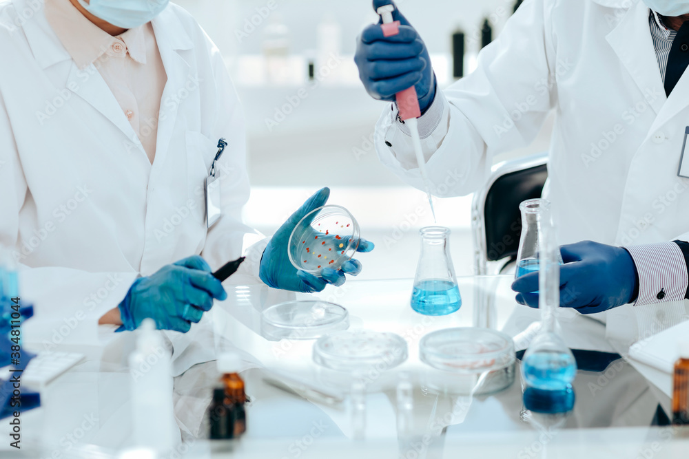 Fototapeta premium Microbiology scientists examining bacteria in a Petri dish.