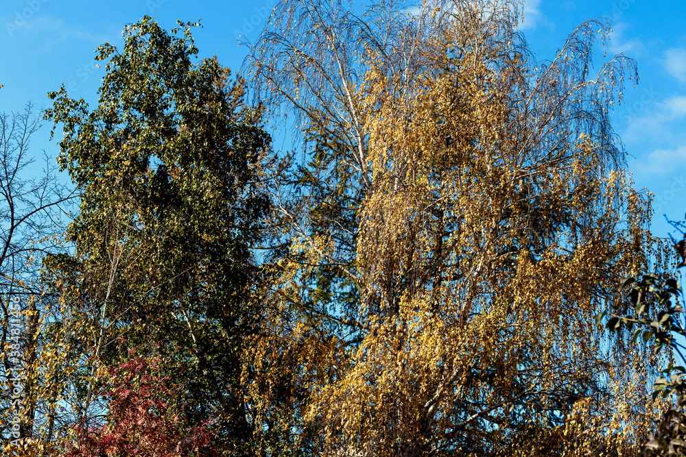 Fototapeta premium Beautiful trees of different colors and shades grow in the park.