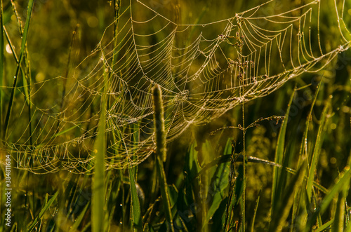 cobwebs in the morning mist. Juicy greens.
