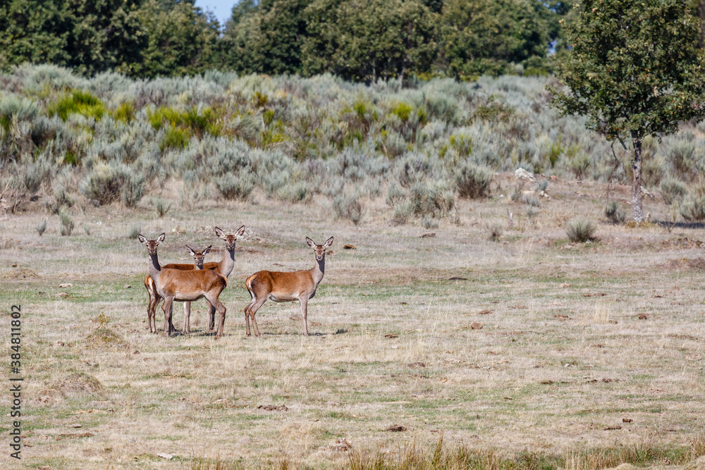 Group of common or European deer, attentive and on the alert. Cervus elaphus. Province of Zamora, Spain. Group of common or European deer, attentive and on the alert. Cervus elaphus. Province of Zamora, Spain.