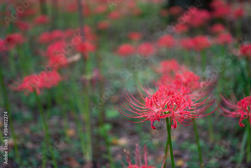 彼岸花　曼珠沙華