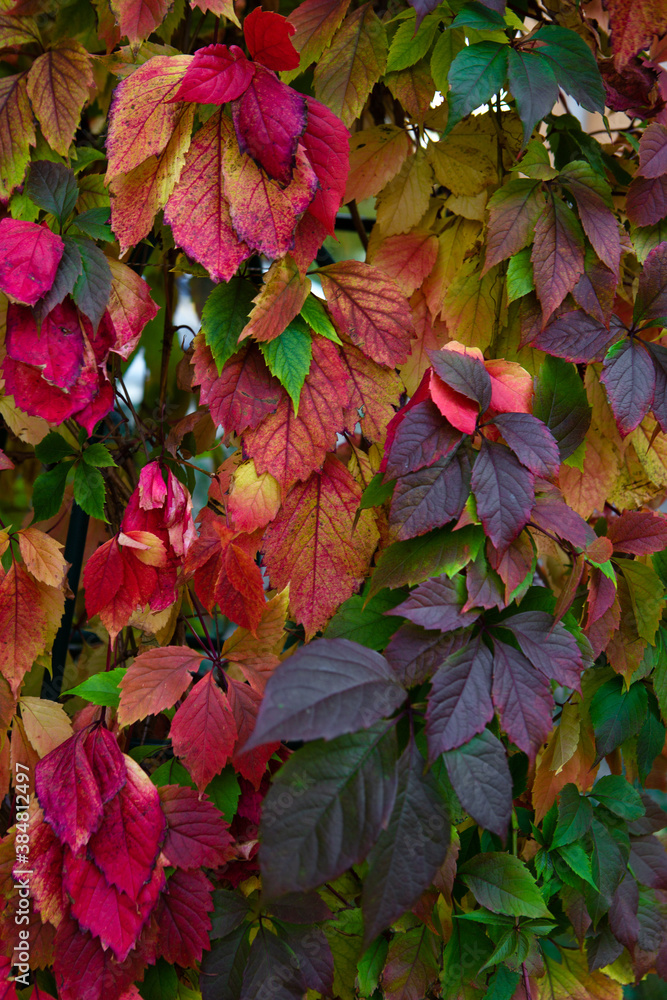 Red, yellow and purple leaves on the tree Red, yellow and purple leaves on the tree