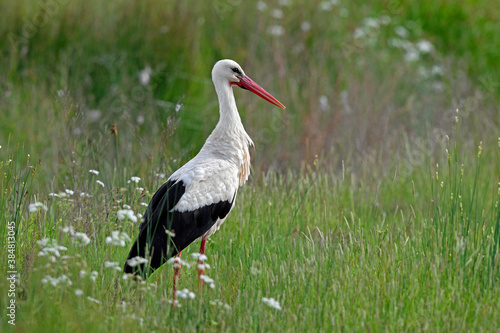 White stork // Weißstorch (Ciconia ciconia)
