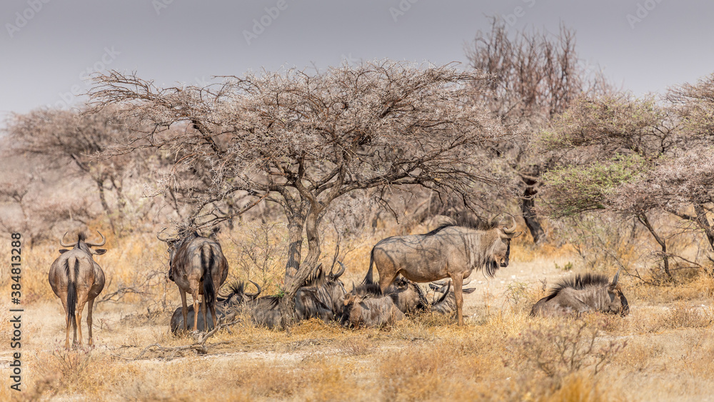Naklejka premium a herd of wildebeest resting in the shade under thorns, Etosha national park, Namibia