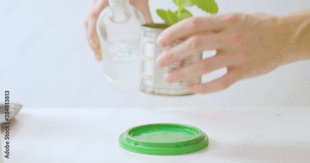 White Man Watering a Cuban Oregano Planted in a Can as a Pot on a White Background White Man Watering a Cuban Oregano Planted in a Can as a Pot on a White Background