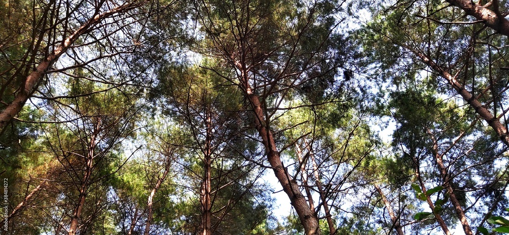 Obraz premium trees and sky