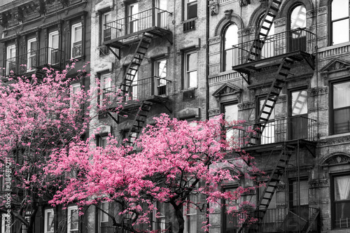 Photography Colorful pink trees blooming outside of old buildings in black and white - 3rd A