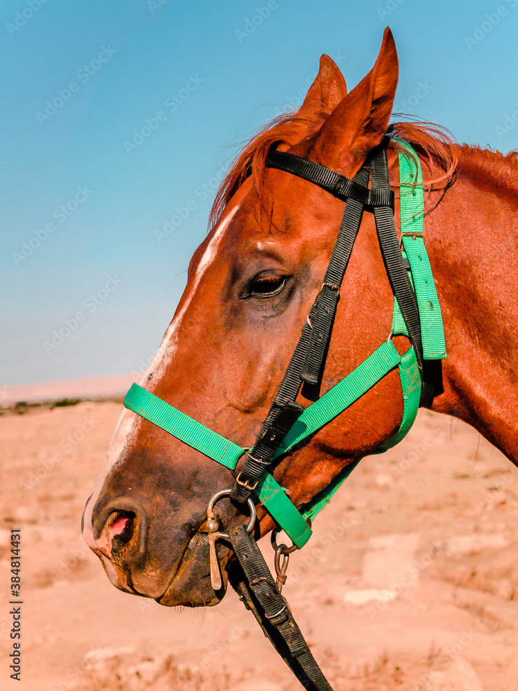 Fototapeta premium Portrait of a red brown horse on desert with blue sky