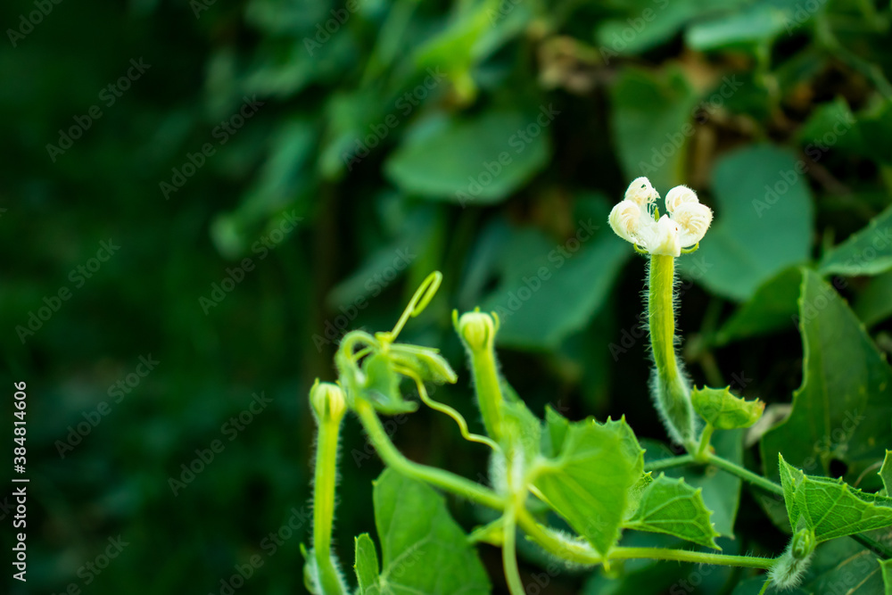 Flower of Pointed gourd or Trichosanthes dioica Flower of Pointed gourd or Trichosanthes dioica