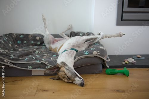 Fototapeta Pet adopted greyhound sleeps in a funny position with legs in the air