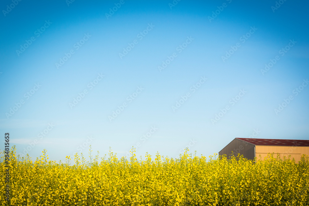 Farm Barn in Field of Yellow Flowers