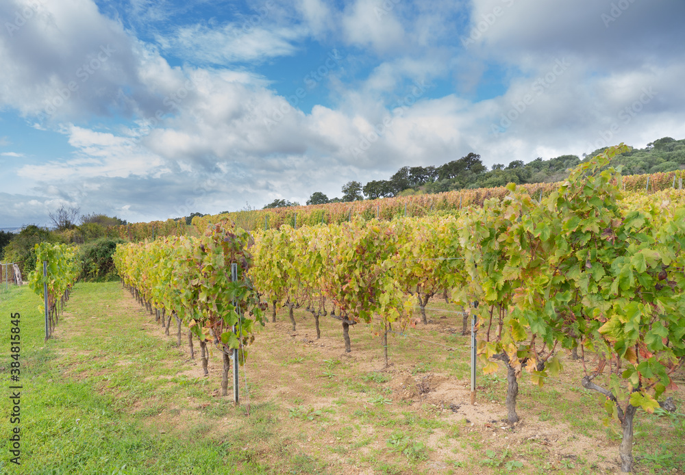 
vineyard of the mandrolisai vineyard with autumn colors, arise, central sardinia