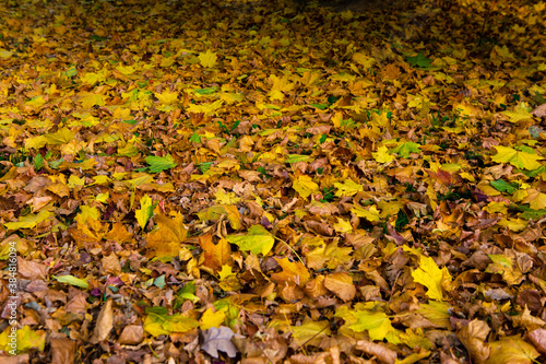 Background of yellow autumn leaves on the ground