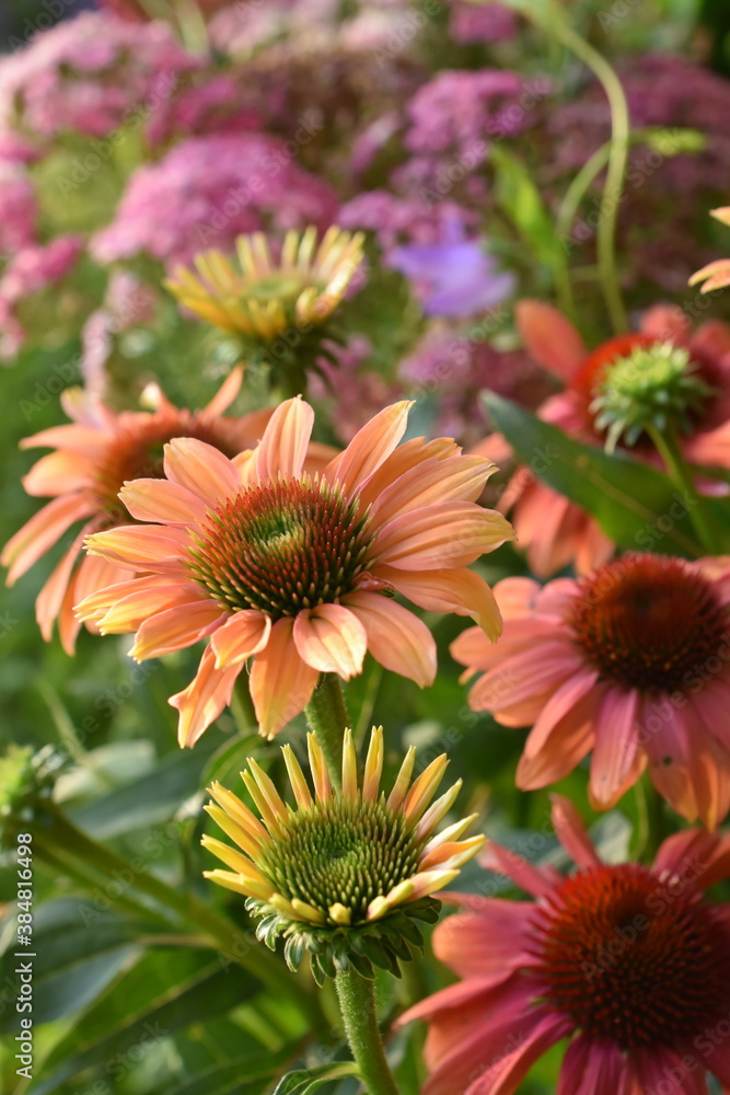 Coneflowers flowering in a beautiful garden Coneflowers flowering in a beautiful garden