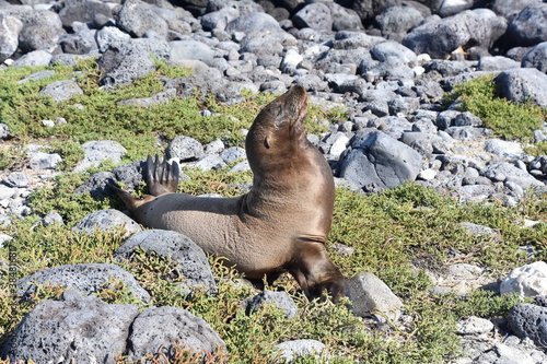 Galapagos female sea lions zalophus wollebacki sunbathing on stony beach photo