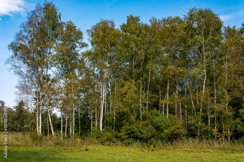 dreamlike autumn forest in the nature reserve pfrungen wilhelmsdorfer ried
