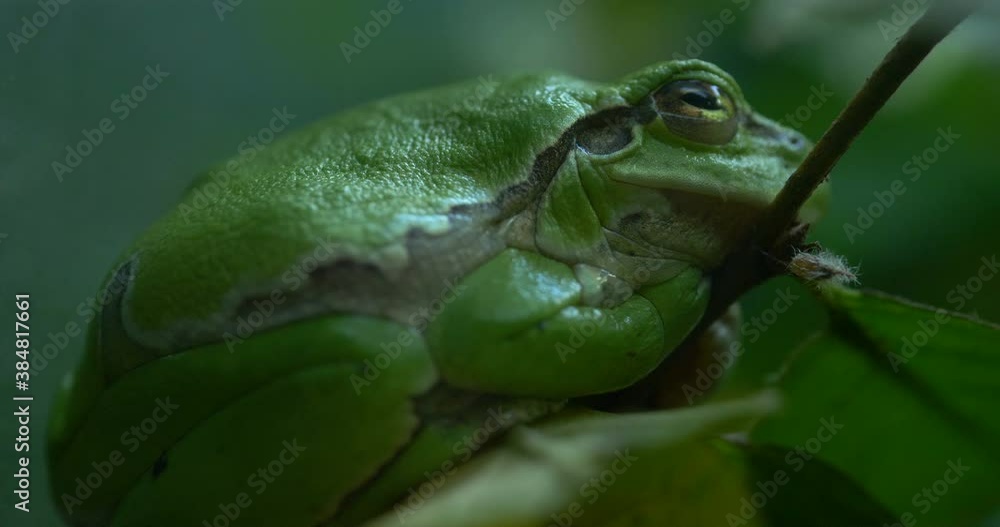 Mission golden-eyed tree frog or Amazon milk frog (Trachycephalus resinifictrix) is a large species of arboreal frog . It is sometimes referred to as the blue milk frog. Mission golden-eyed tree frog or Amazon milk frog (Trachycephalus resinifictrix) is a large species of arboreal frog . It is sometimes referred to as the blue milk frog.