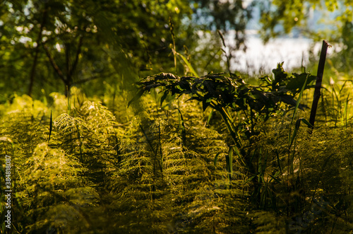 birch trees in dense thickets of fern.