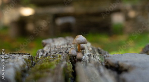 
small inedible mushrooms (pluteus) that bear fruit on wood or plant residues photo