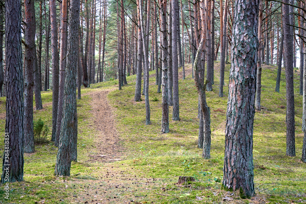 Footpath in a birch forest in autumn Footpath in a birch forest in autumn